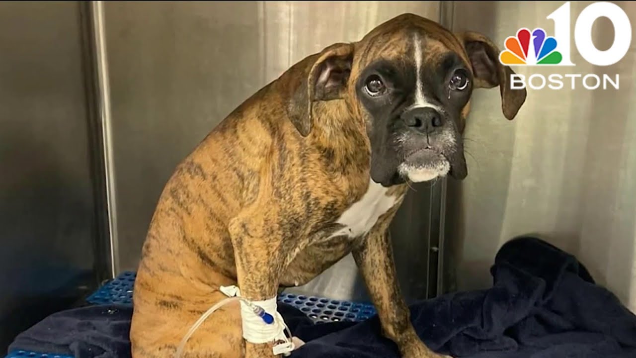Puppy dies after ingesting rat poison