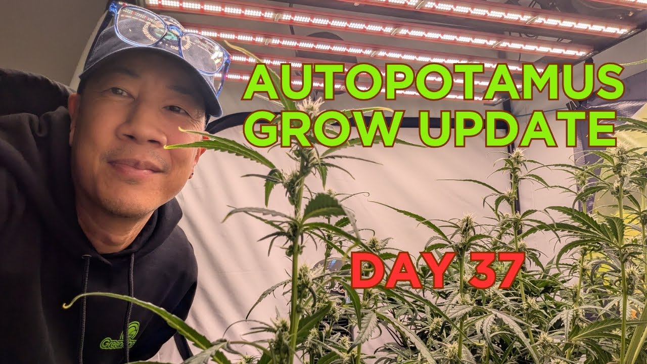 Day 37 &ndash; Autopotamus autoflowering grow! Night owl and Speedrun seeds strains