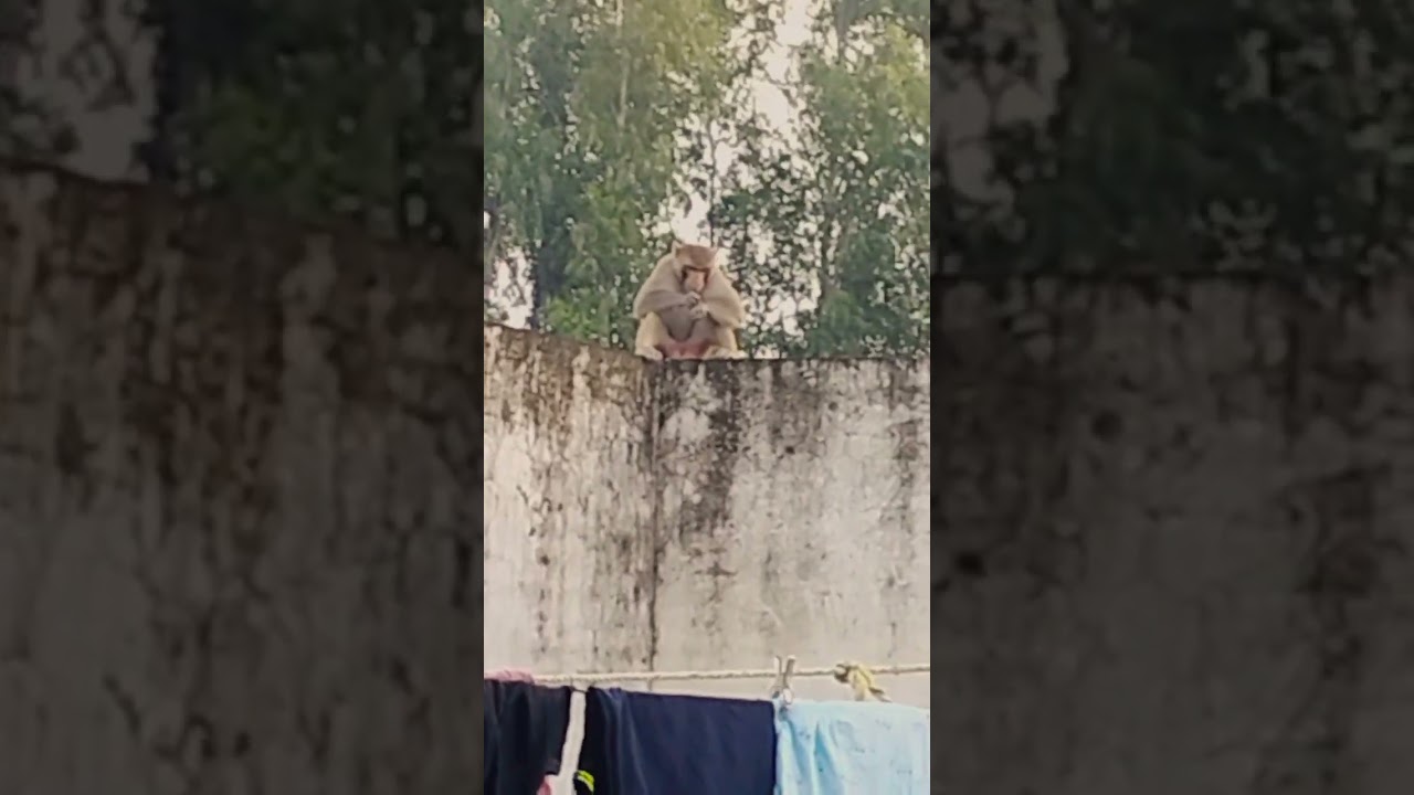 #naturelovers #familyvlog #monkey #cute#familyvlog