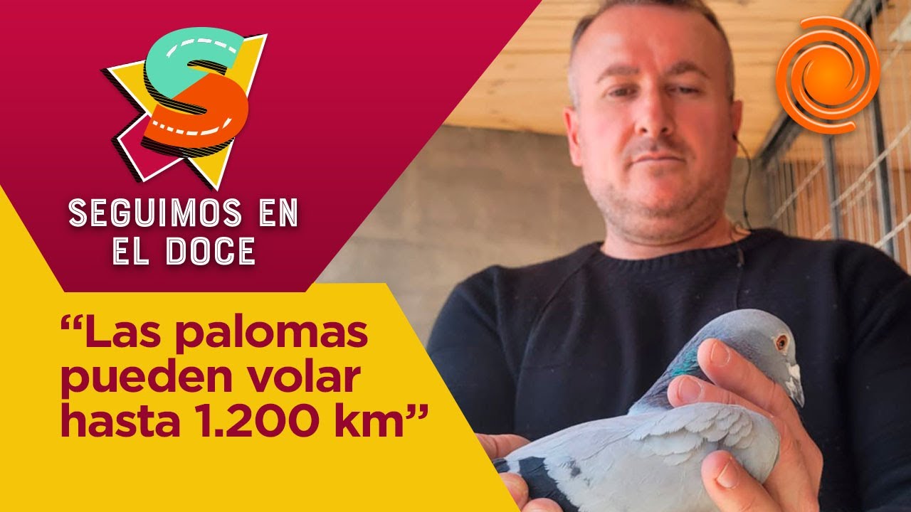 Darío Figueroa, el encantador de palomas mensajeras