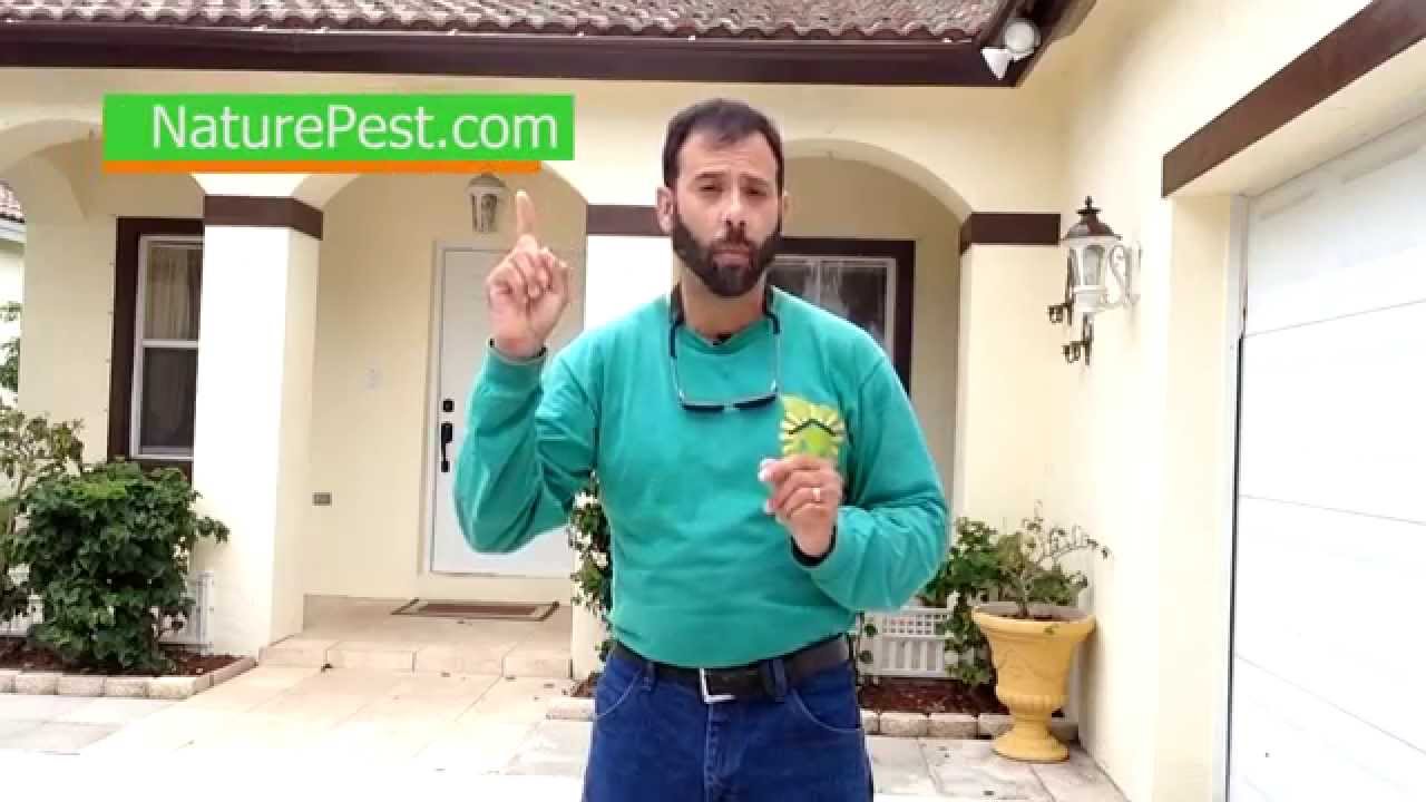 How To Control Ghost Ants Those Tiny Little Ants | Call 786-222-7069