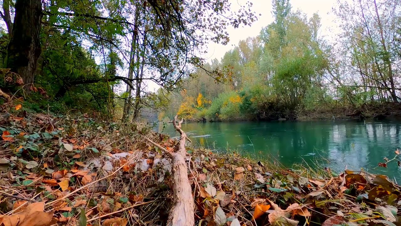 Calming Forest River in Autumn. Soothing Water Sounds. (10 hours) White Noise for sleep.