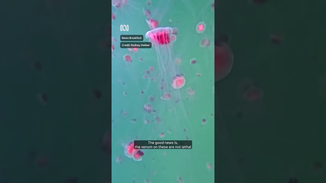 Why are these red jellyfish washing up on Melbourne's beaches? | ABC NEWS