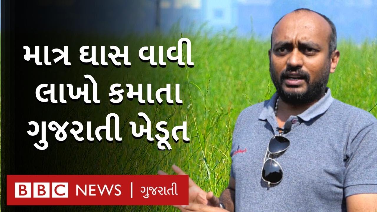 રાજકોટ : ખેડૂતનો અનોખો આઇડિયા, ખેતરમાં ઘાસ વાવી કમાય છે લાખો