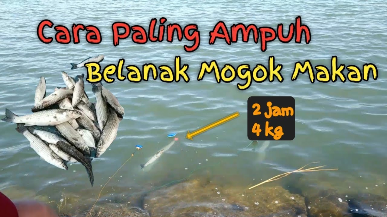Mancing Belanak Di Laut Pake Botol | 2 jam 4 kg....!!!