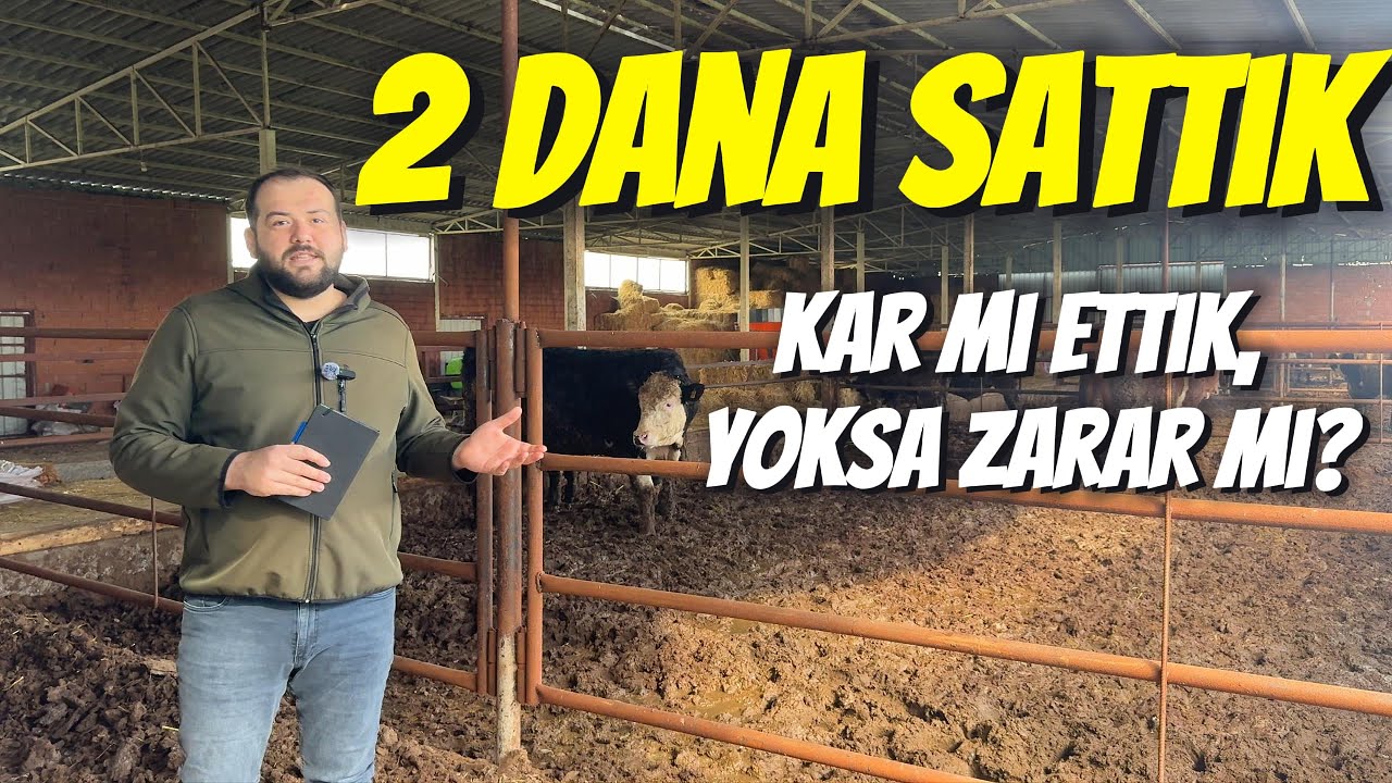 2 Dana Sattık! Tüm Şeffaflığıyla Besi Maliyeti ve Net Kar Hesabı