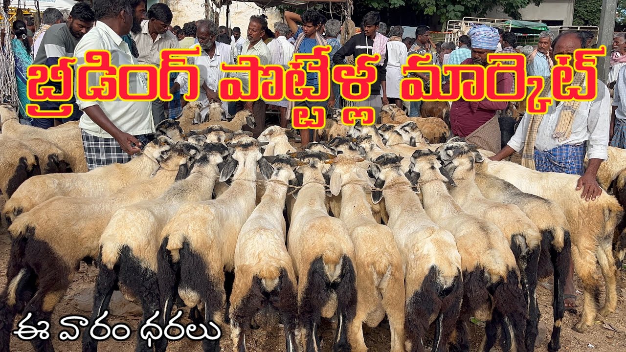 బ్రీడింగ్ పొట్టేళ్ల మార్కెట్ పీలేరు 28/09 🔥🐐🐏