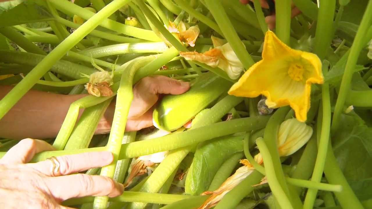 The Curious Gardener  Ep 11  Pollinating