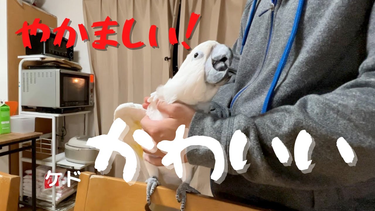【やかましい】料理中はとにかくテンションがおかしいオウム