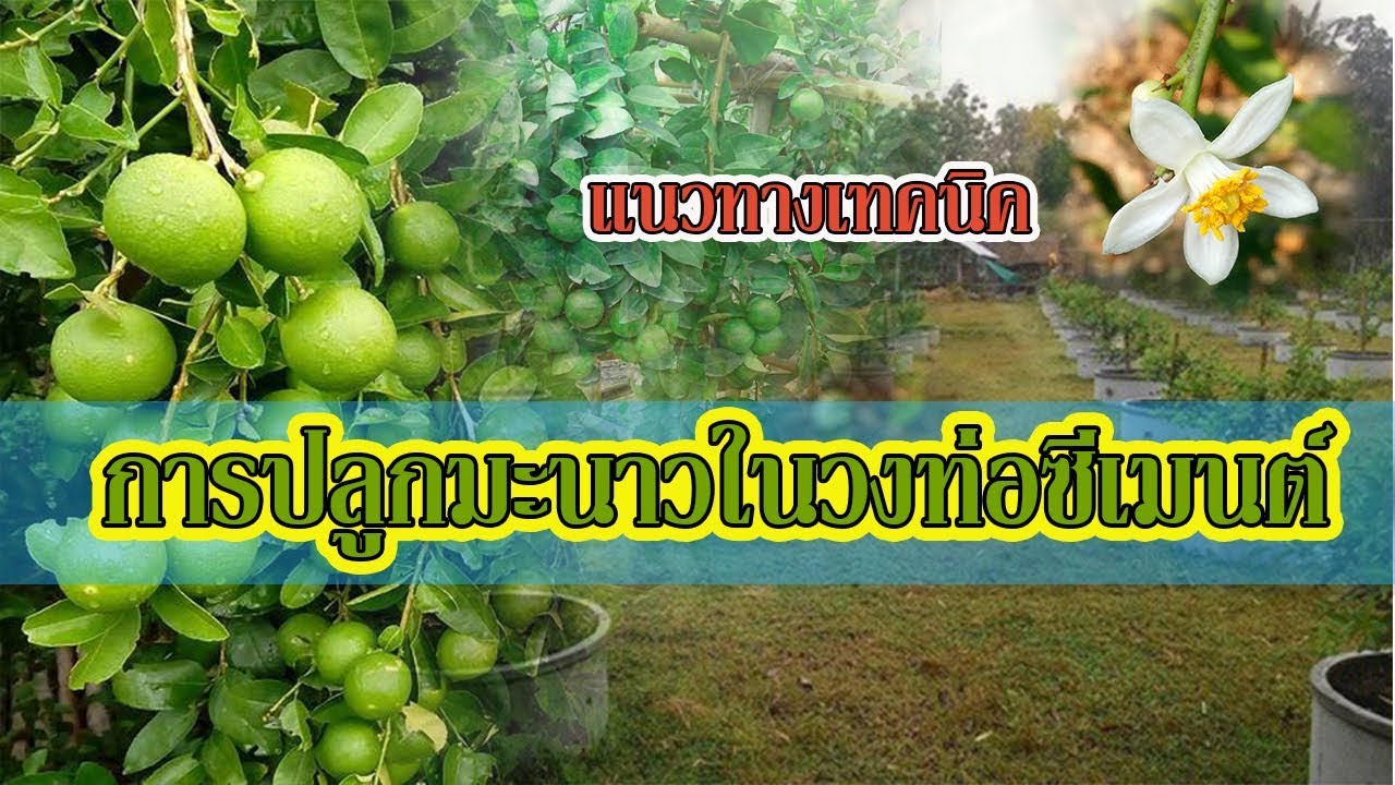 แนวทางเทคนิคการปลูกมะนาว | ในวงท่อซีเมนต์ แบบละเอียด|