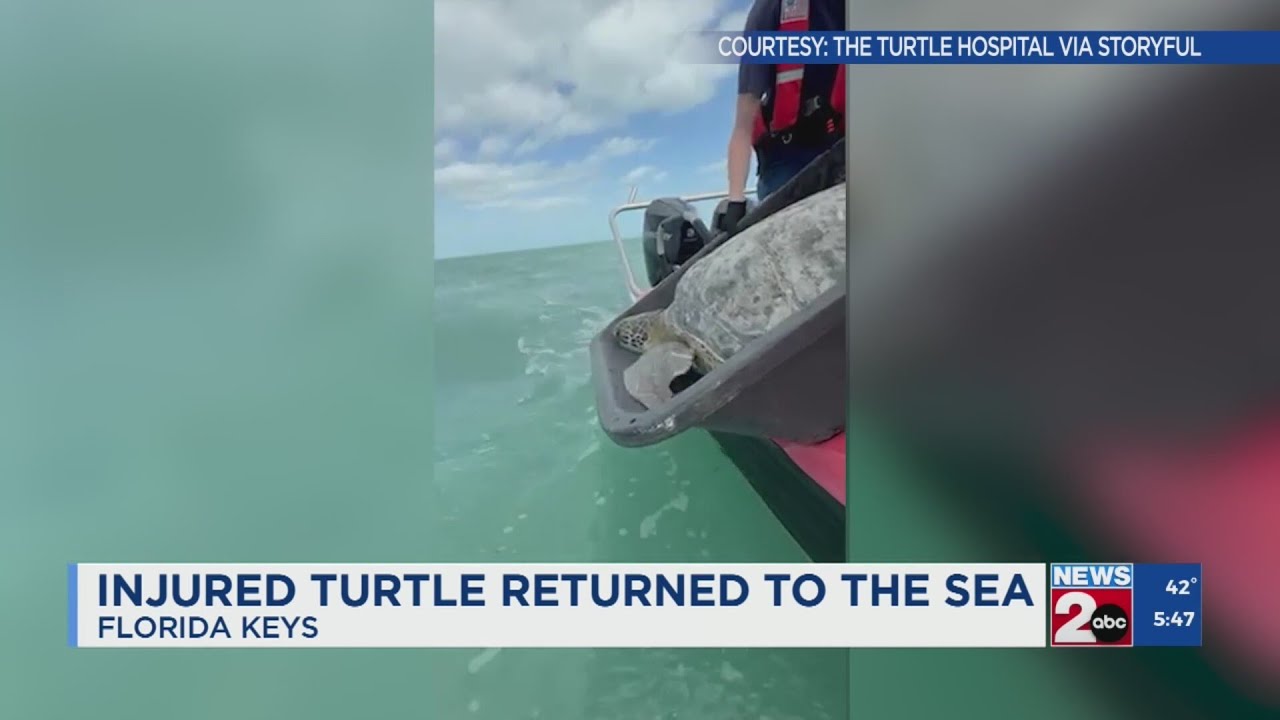 Injured turtle returned to the sea