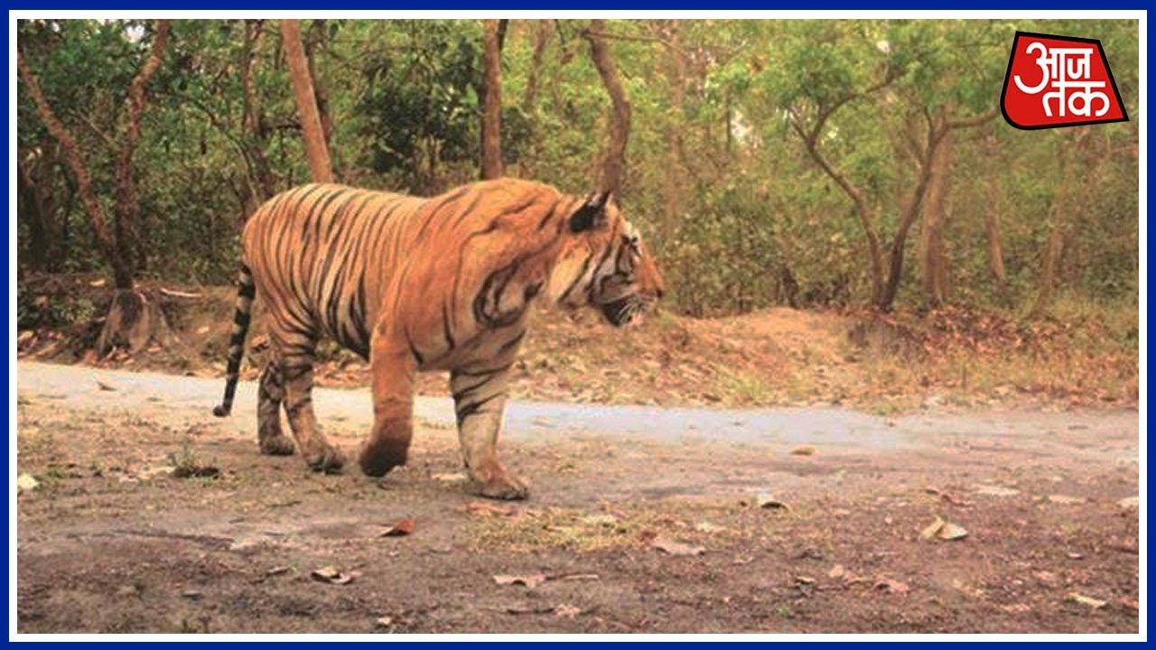 3rd in 4 Days,Tiger kills Another Farmer In Pilibhit