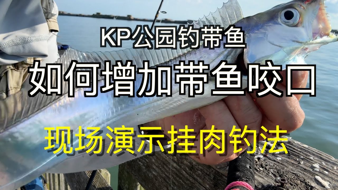 KP公园钓带鱼  做这个动作让鱼的咬口倍增 现场演示挂肉钓法 （Ribbon Fish fishing at Kiptopeke state park )