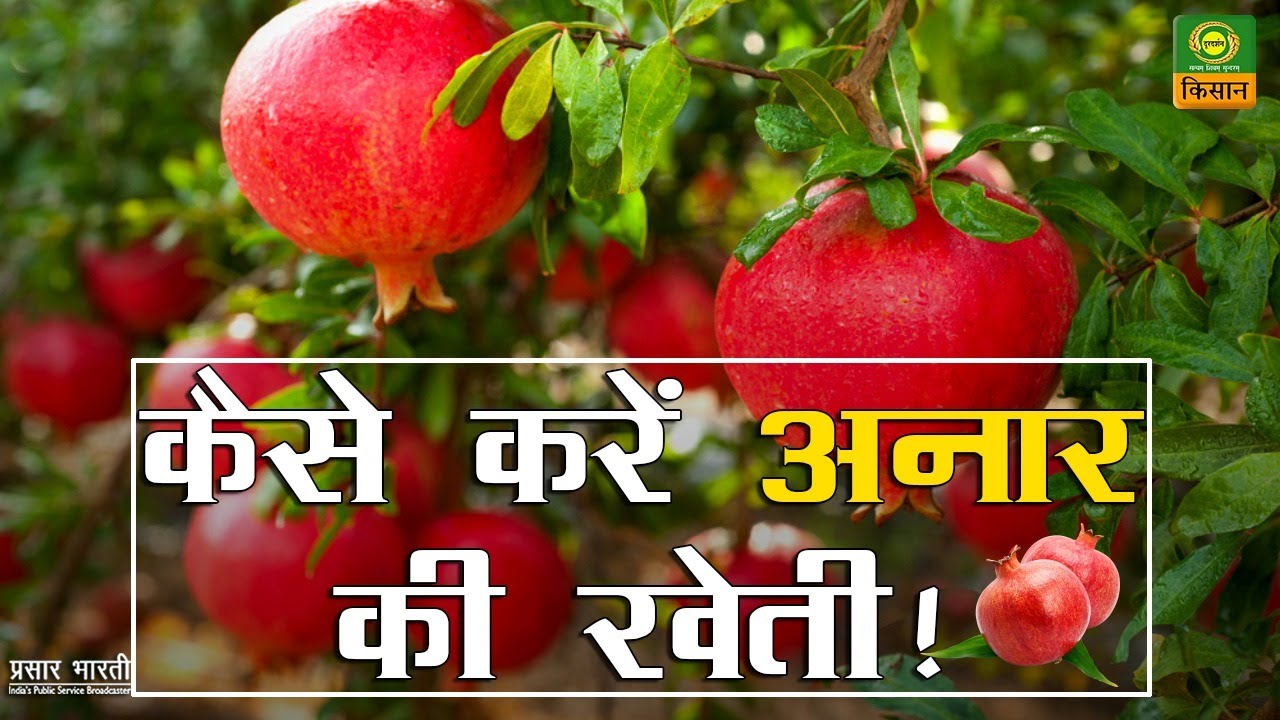 कैसे करें अनार की खेती !