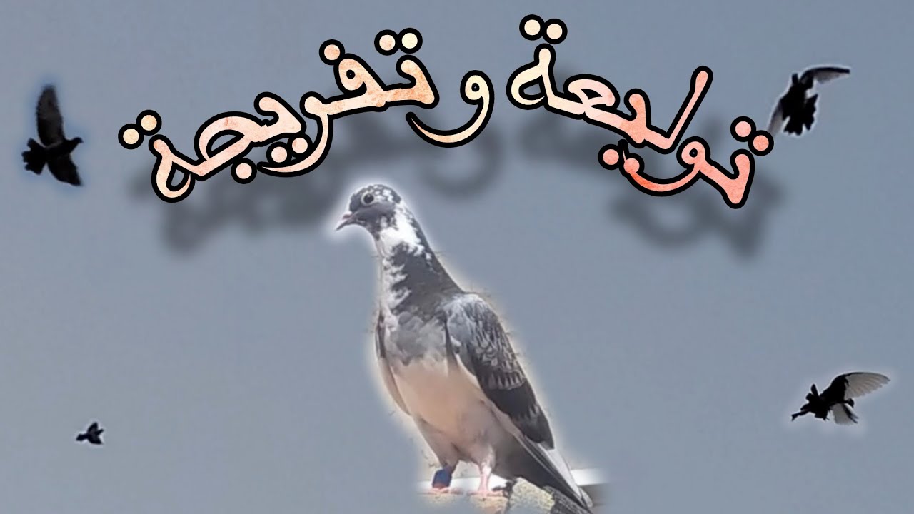 توليعة مسائية + فراجة في حمام الفعل المراكشي 🕊💥