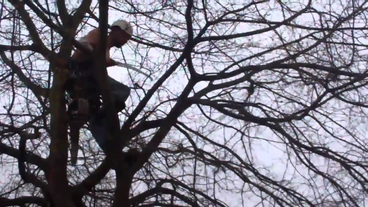 Willow Pruning