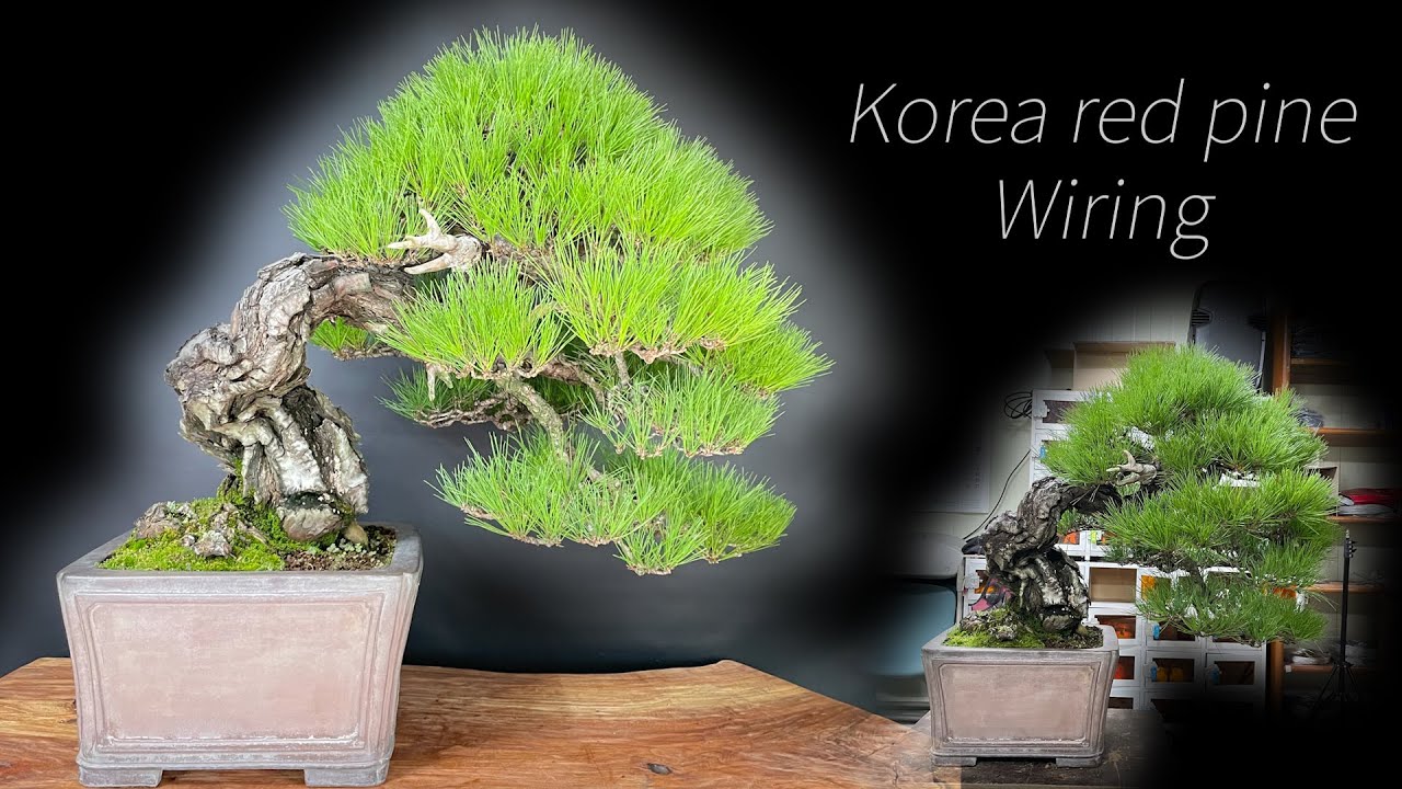 韓国の赤松Korea red pine Wiring 적송 철사걸이