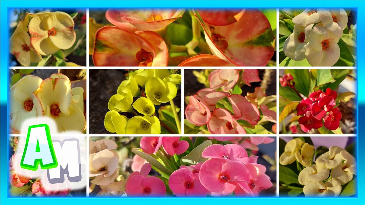 15 COLORES DIFERENTES DE LA CORONA DE CRISTO | 15 DIFFERENT COLORS CROWN OF THORNS 2021 | + SEMILLAS
