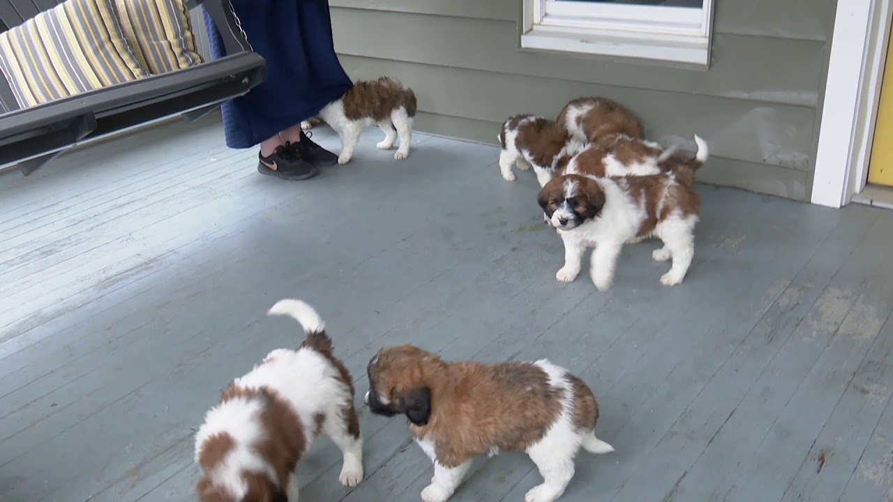 Andrew Yoder's Mini St. Berdoodle Puppies