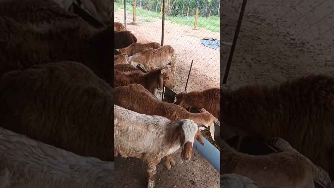 sheep farm #telangana #sheep