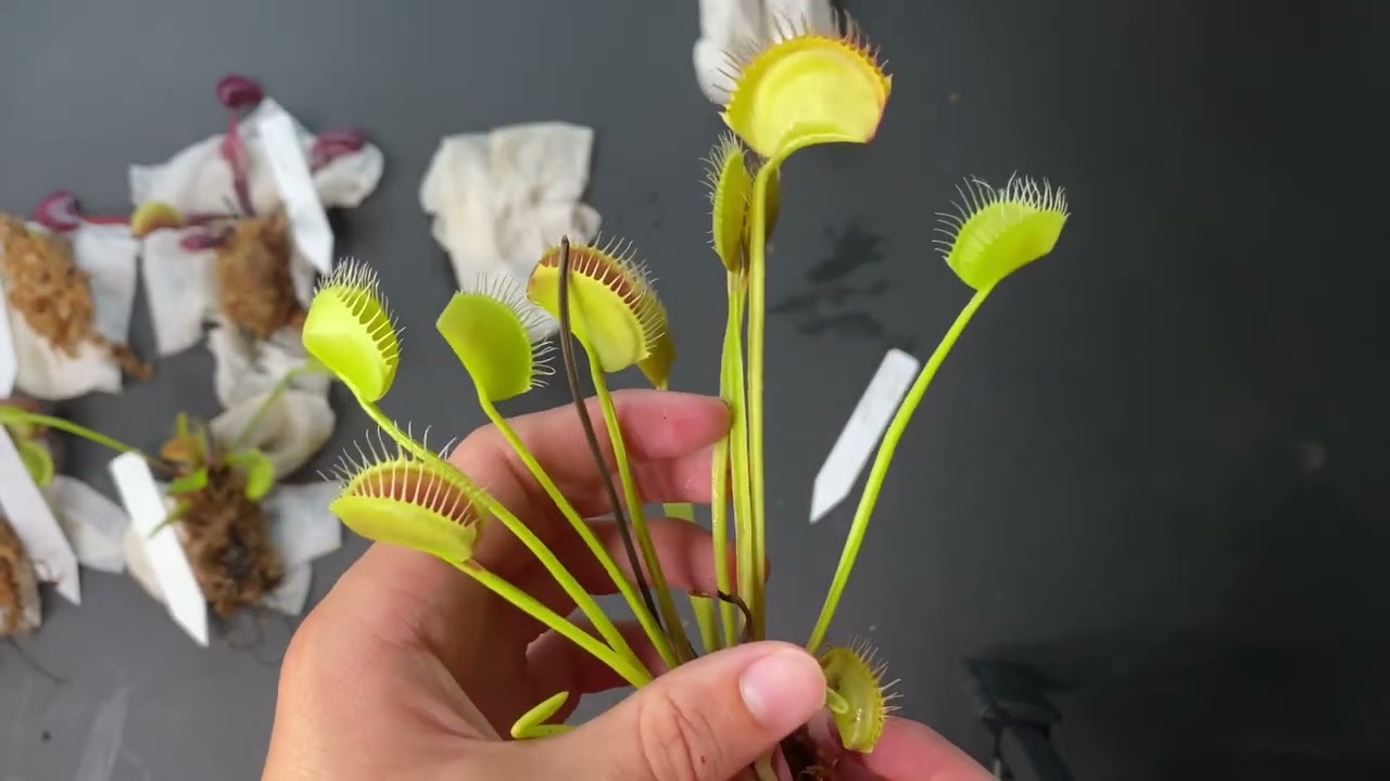7 Venus Flytrap Unboxing From Jeremiah's Plants - Haul of Various Flytrap Cultivars