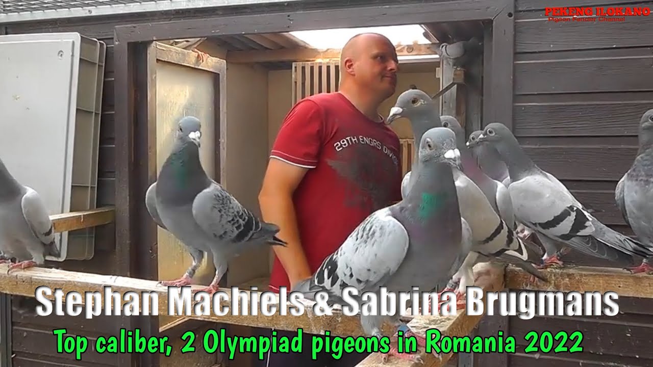 The Super motivated fancier SABRINA BRUGMANS & STEPHAN MACHIELS - 1st National Argenton 2021