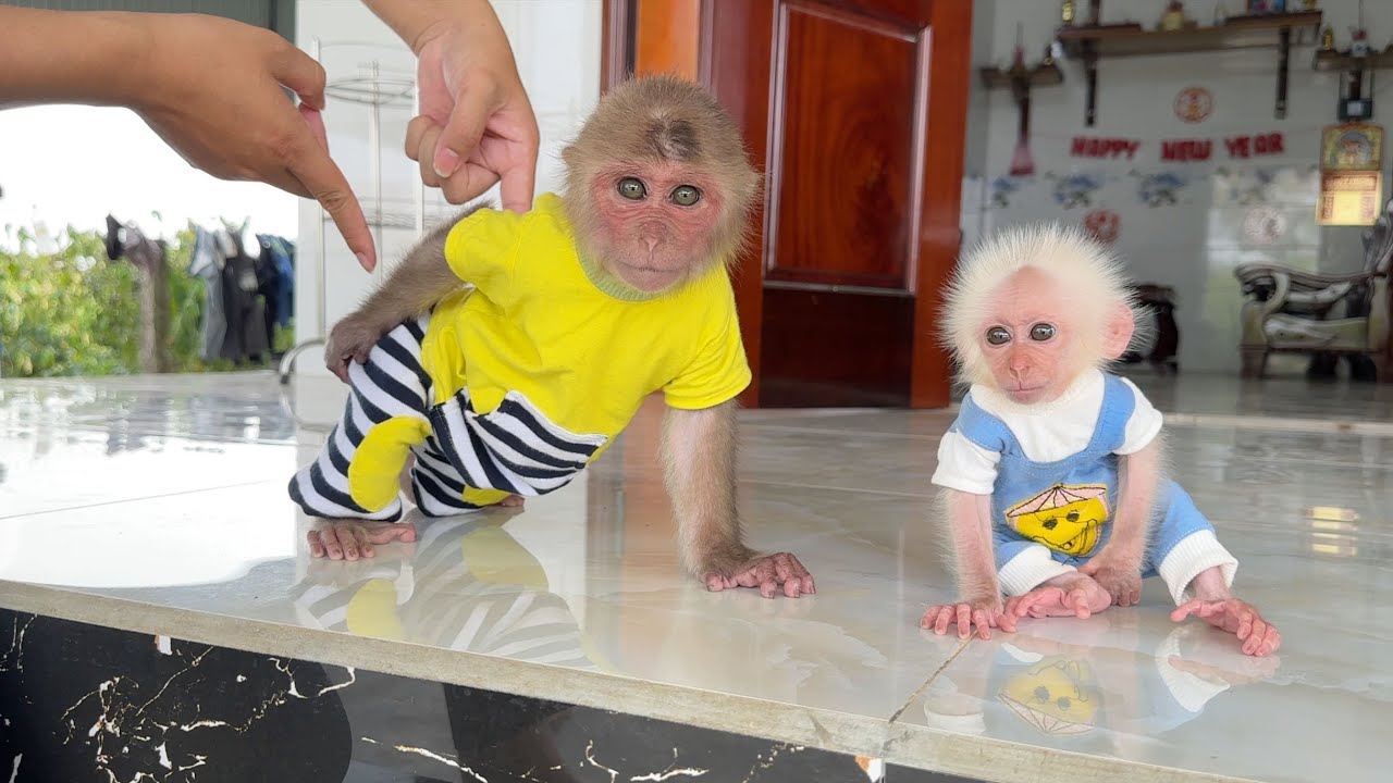 Monkey SinSin and Monkey ZiZi are funny and mischievous when Dad is not at home