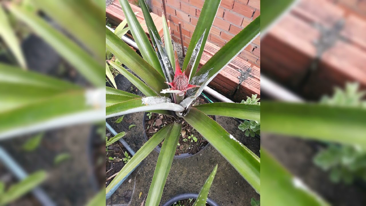 Tudo que j&aacute; cutivo na Horta na Laje