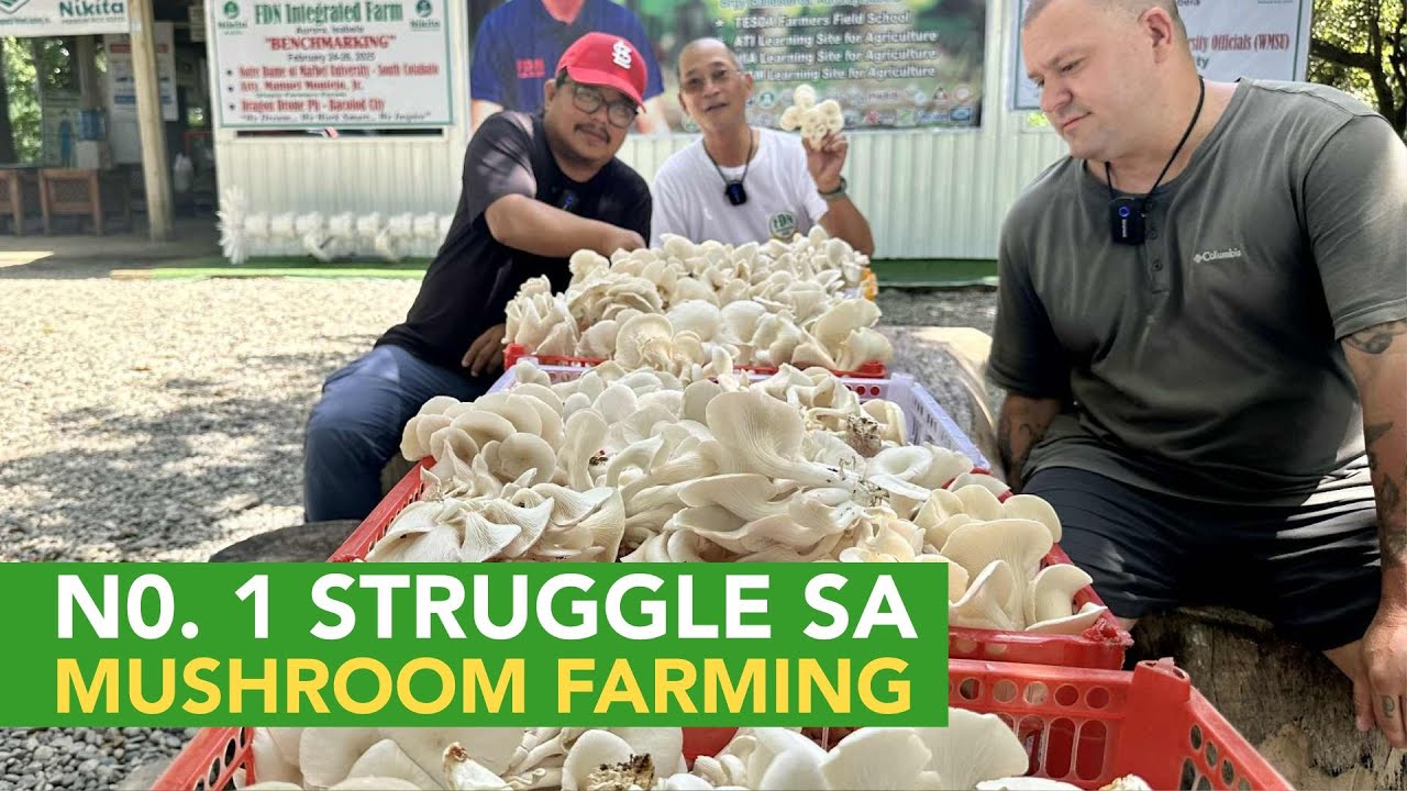 No. 1 Struggle sa Mushroom Production: Consistency! Local at Export Market Super Laki pa naman
