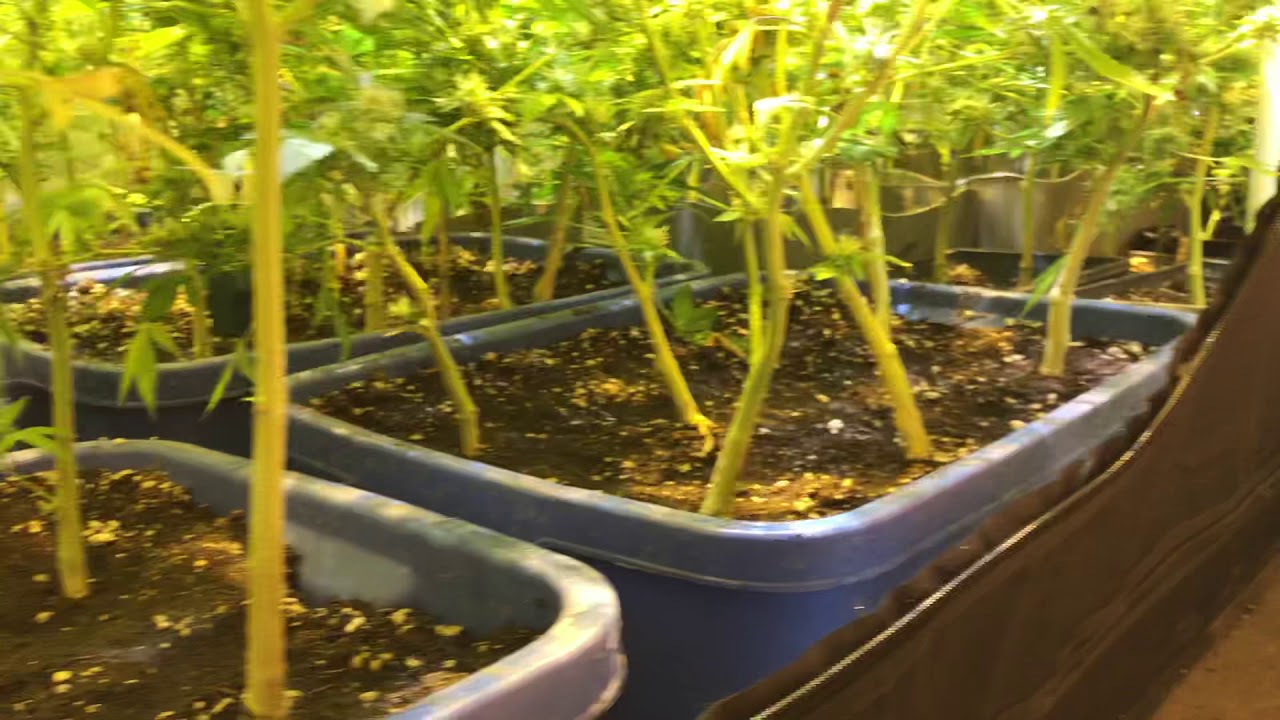 Remo nutrients grow diary. Day 41 flower video 8
