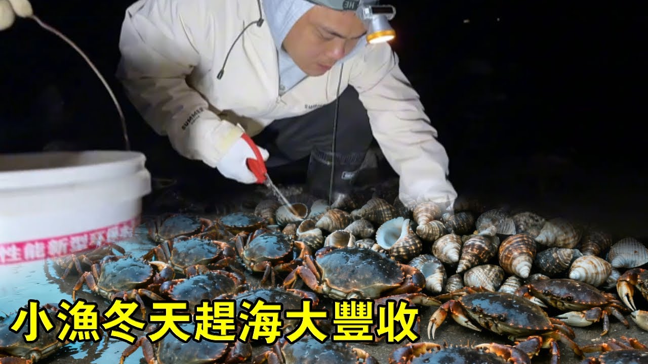 小漁冬天趕海大豐收，捅到八爪魚窩，竟還收穫大桶螃蟹和響螺【漁小仙】