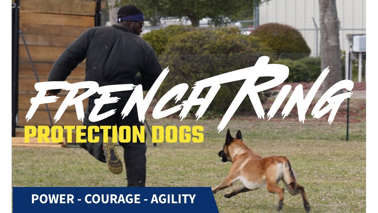 French Ring Sport - Protection Dogs