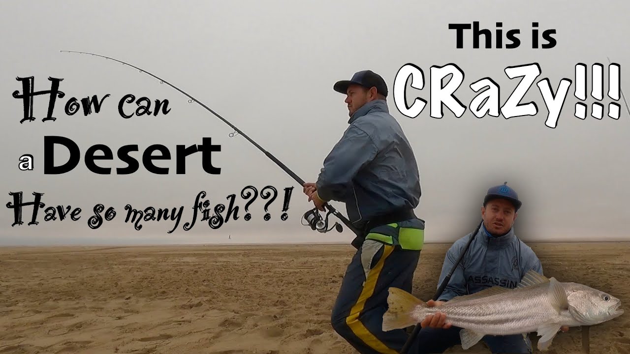 Crazy Fishing morning with loads of Kob in a feeding frenzy! Fishing Meob bay! episode 2