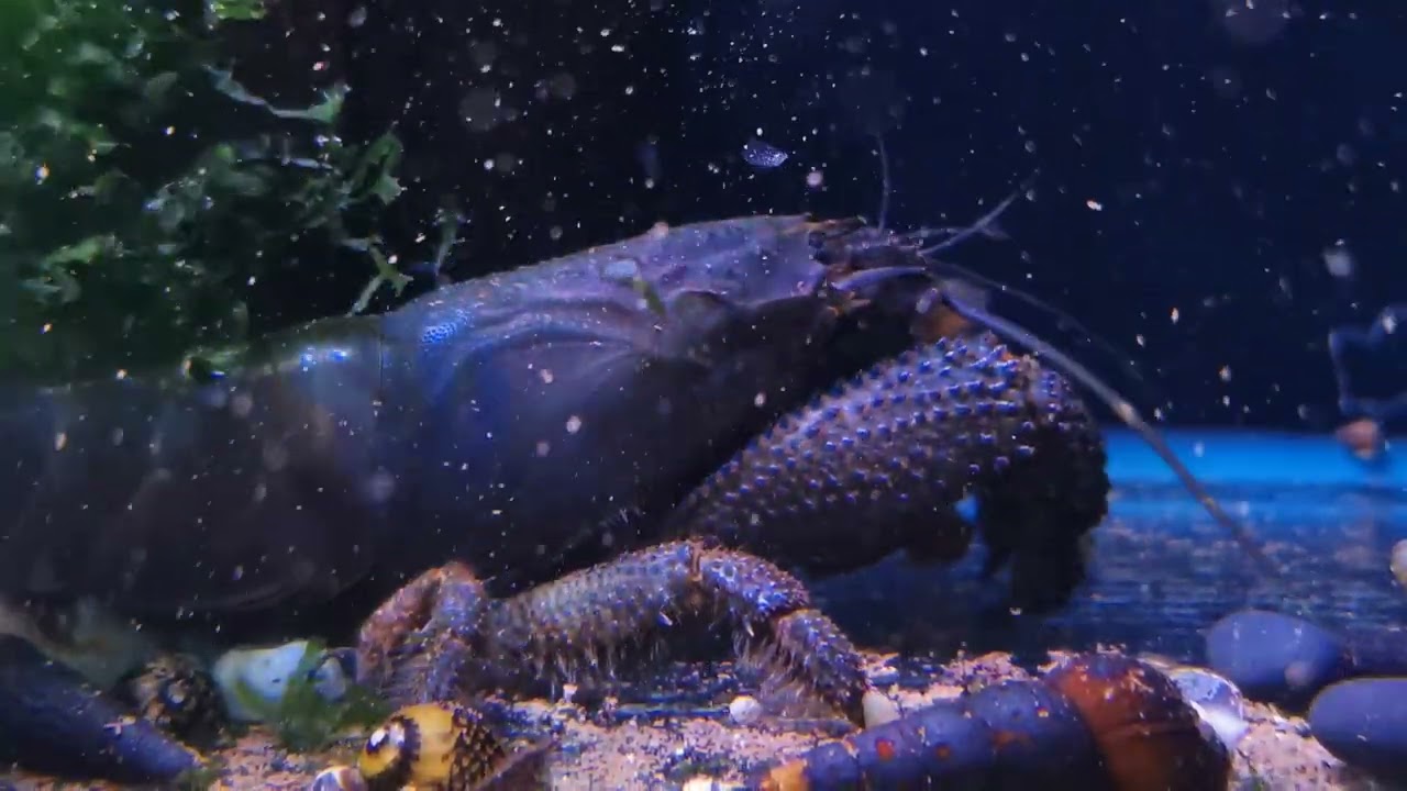 The largest vampire shrimp we have ever seen!