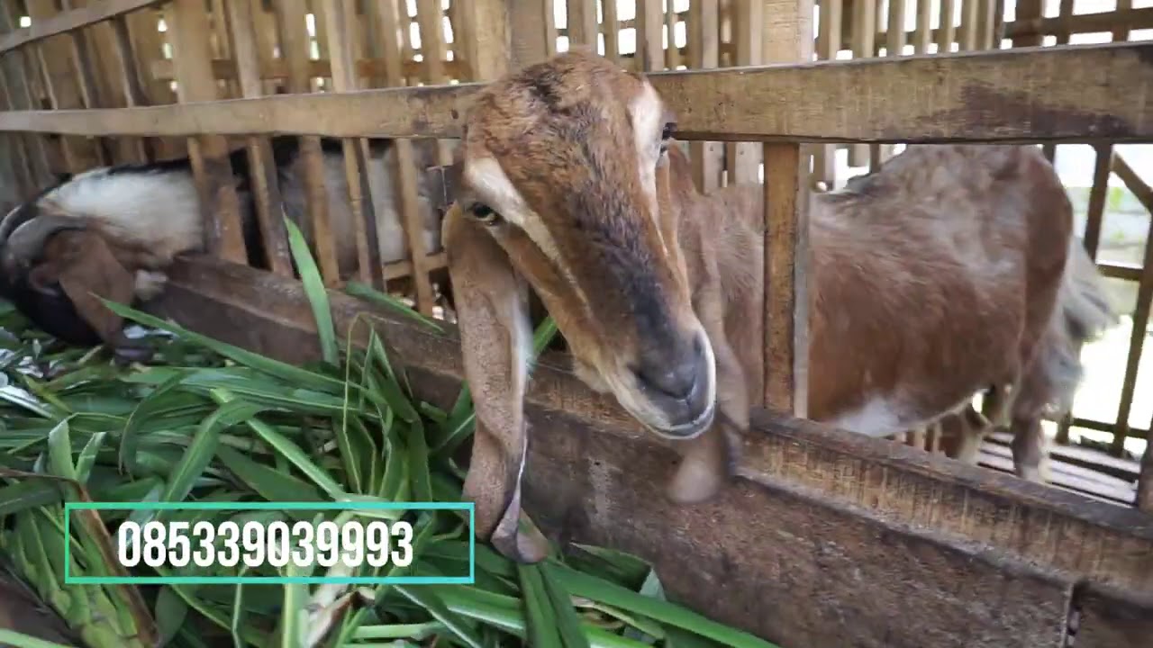 Kambing Betina Jawa Randu Merah Hamil Siap Breeding