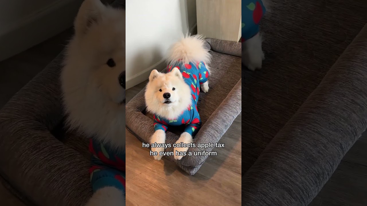 Things that make him BOOMER! What did I miss? #dog #samoyed