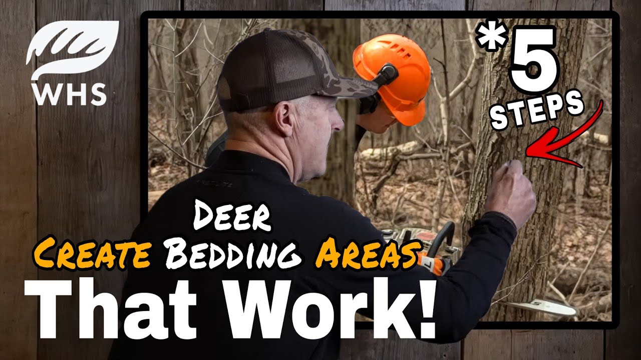 5 Steps For Creating Deer Bedding Areas THAT WORK