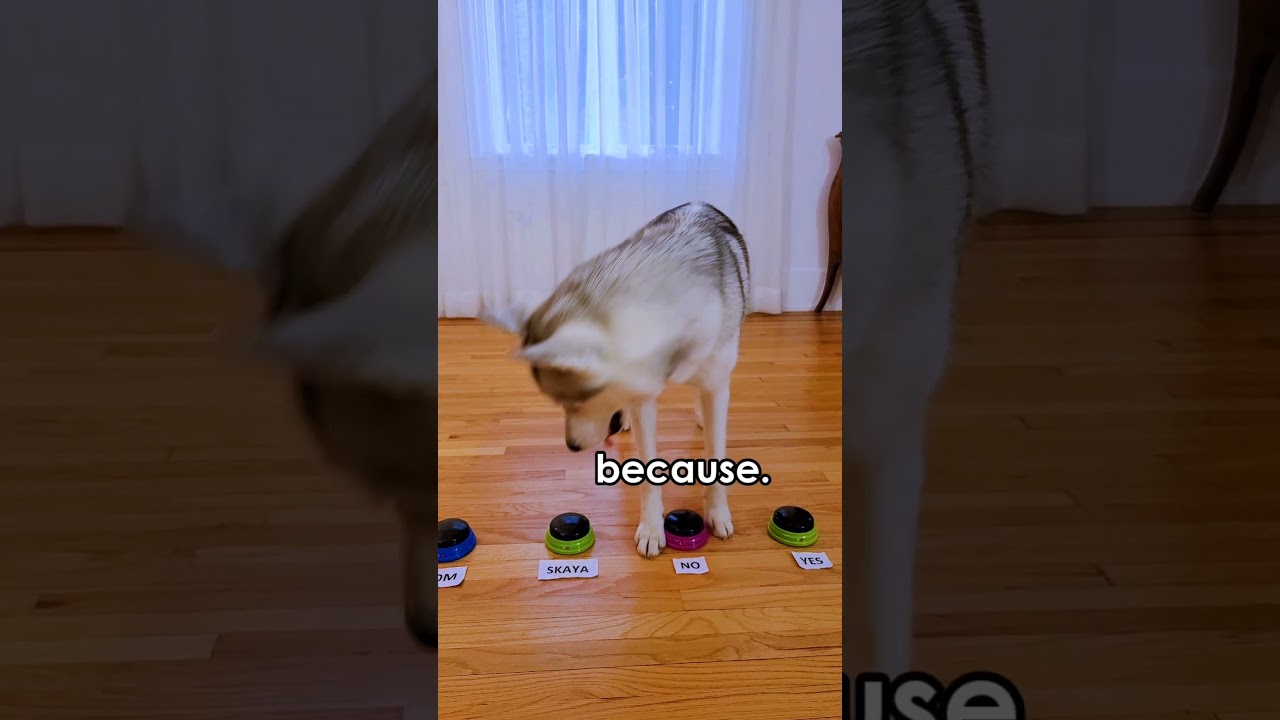 Husky Uses Talking Buttons and Calls Me Lazy!