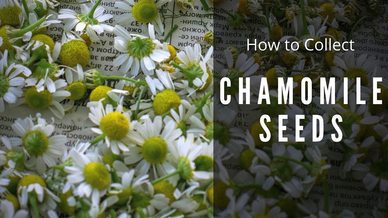How to save Chamomile Seeds | Collect Matricaria Chamomilla