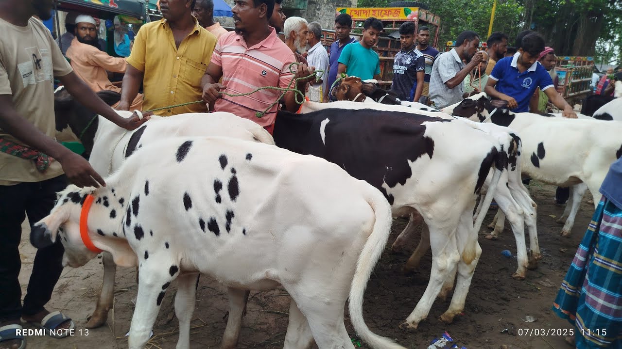  অরণ খোলার পশুর হাটে উন্নত জাতের বকনা ৪০। ৪২ হাজার টাকায় দেখুন। 