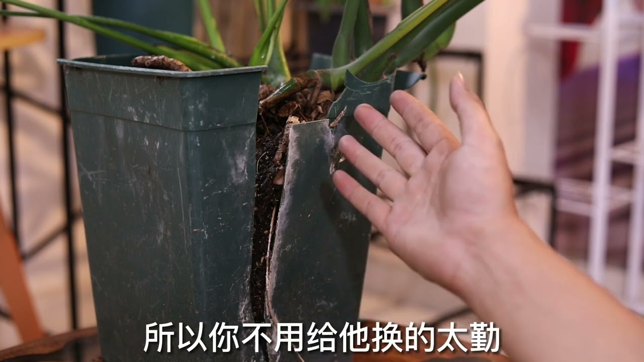 新手怎么养龟背竹？园艺师教你，龟背竹的详细养护技巧