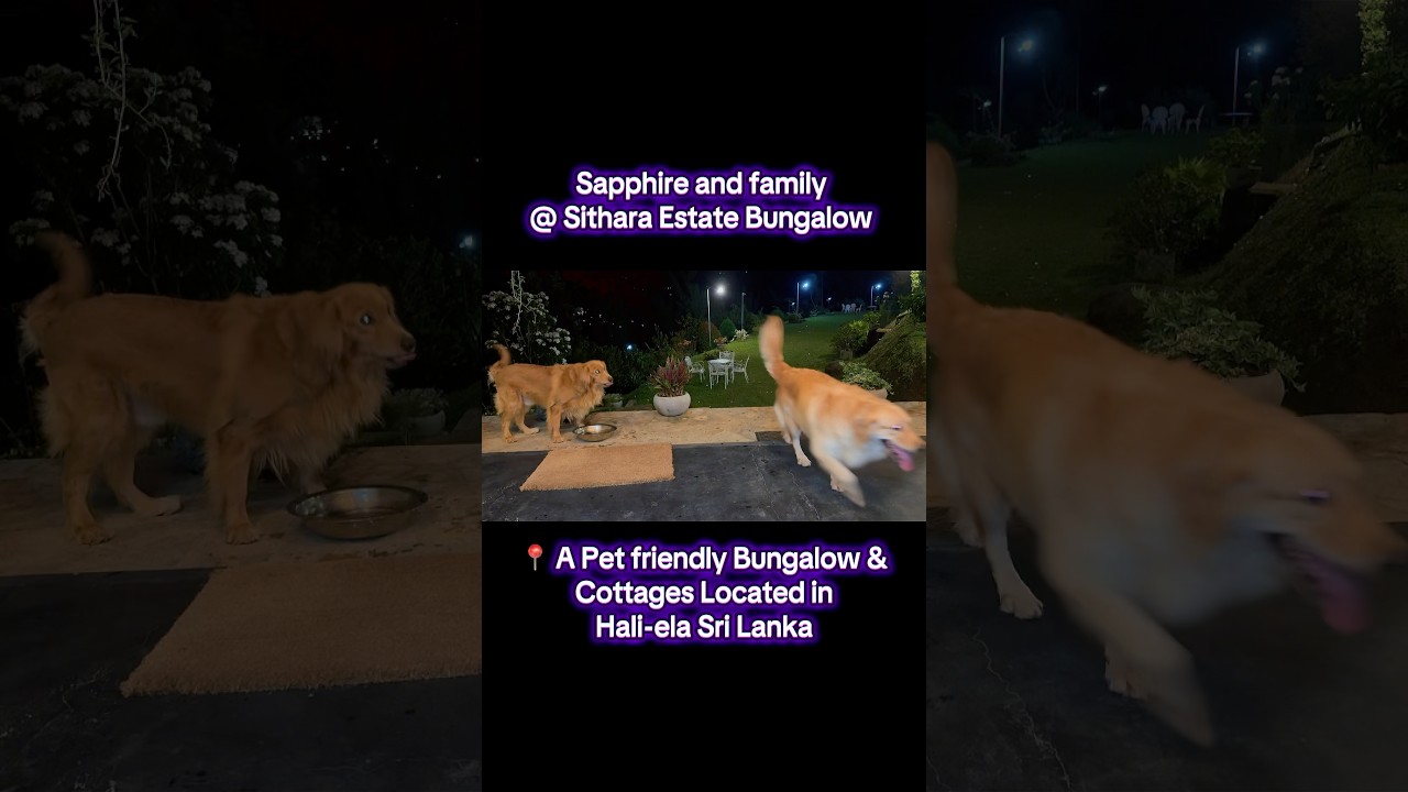 Sithara Estate Bungalow 💎🐶❤️ 