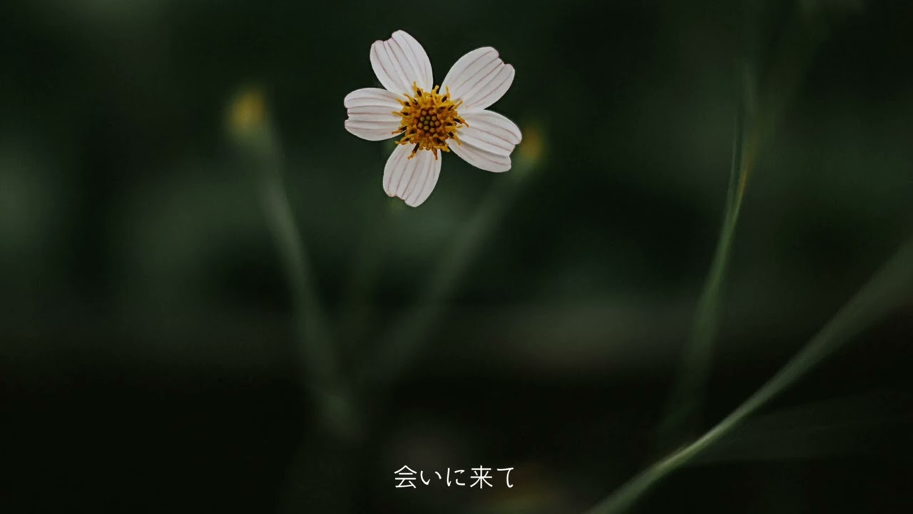JANEDOE カバーコラボ