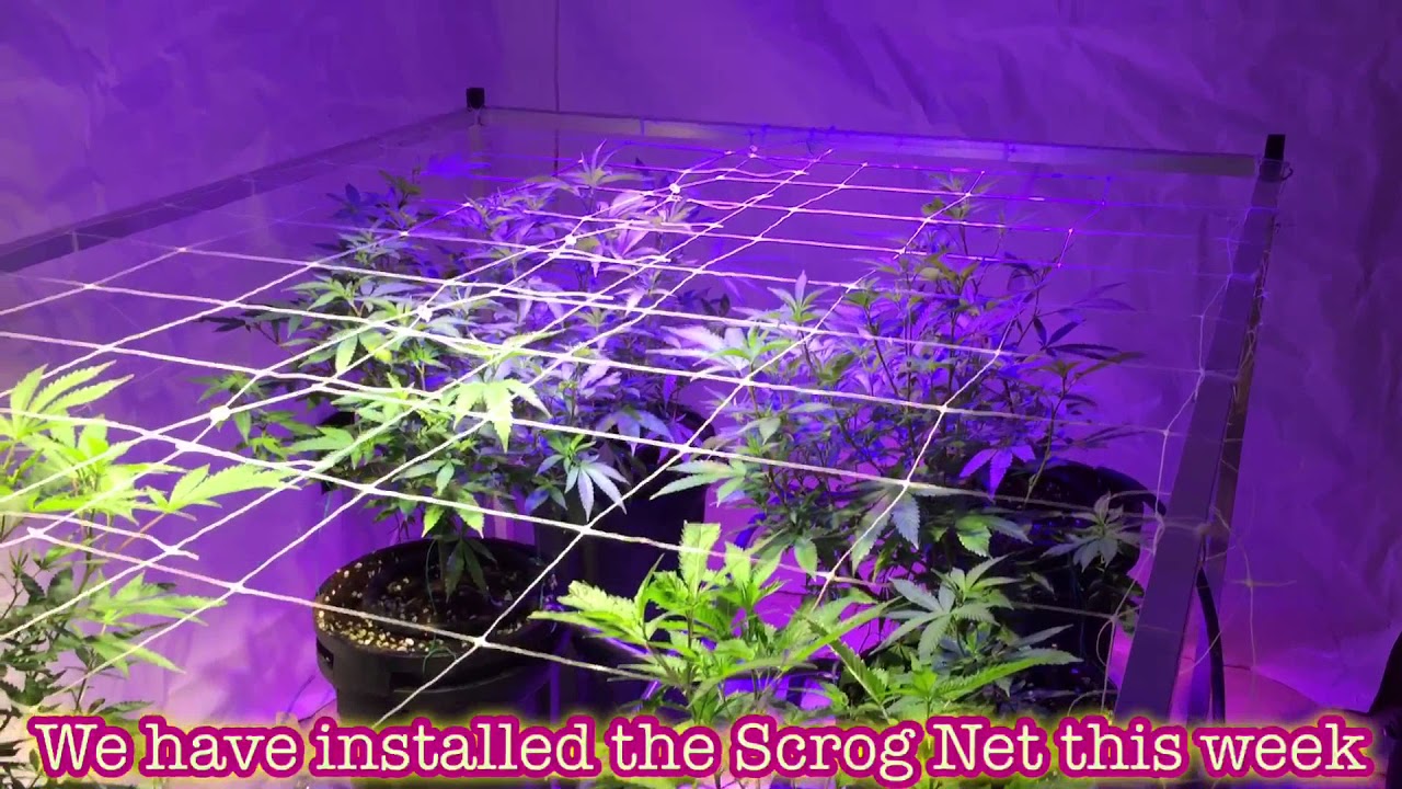 LED Scrog with SuperTechLED and Reiziger nutrients end of 2nd week Veg