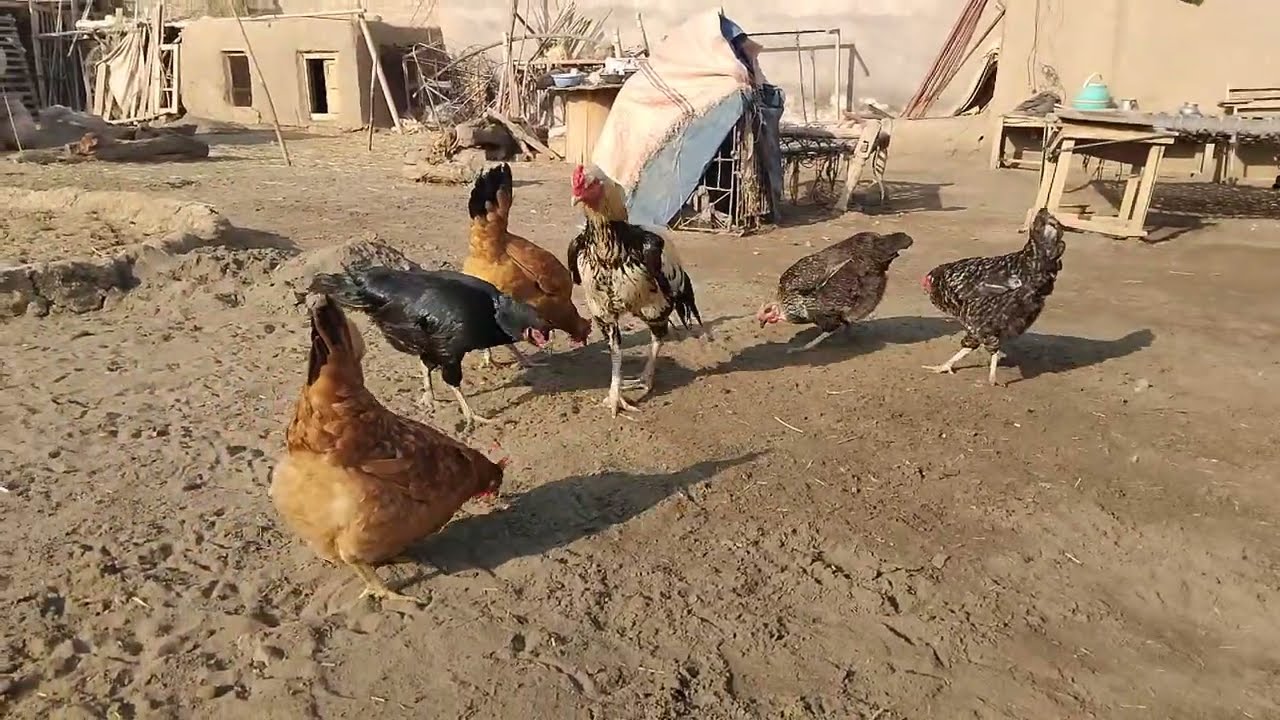 Village Morning Routine || Aseel Rooster & Desi Hens Feeding in Courtyard with Beautiful Bird Sounds