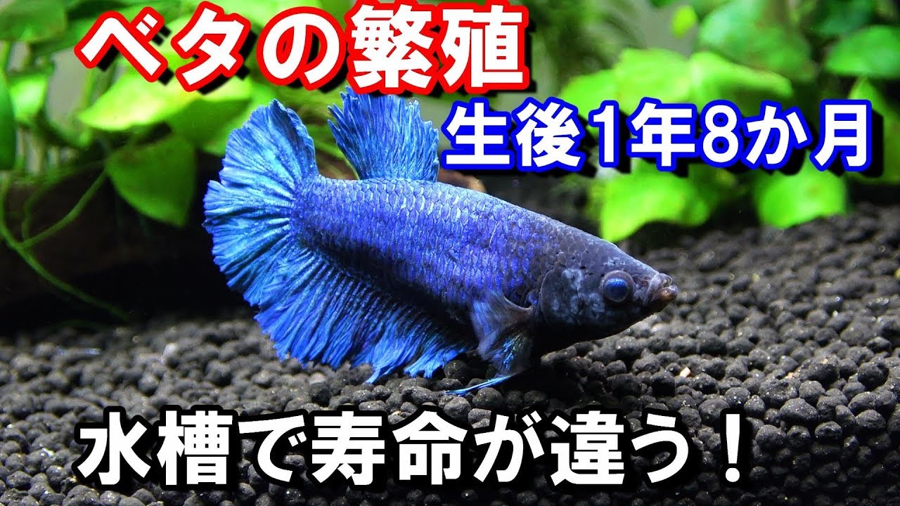 ベタの寿命は？　絶好調の混泳水槽！　生後1年8か月【注意：通常オス同士の混泳は不可能です】