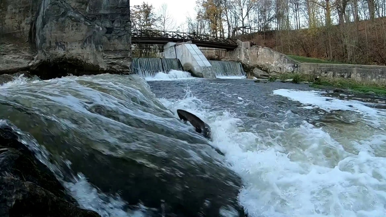 Sea trouts jumping up the waterfall of Belmontas, Vilnius, Lithuania