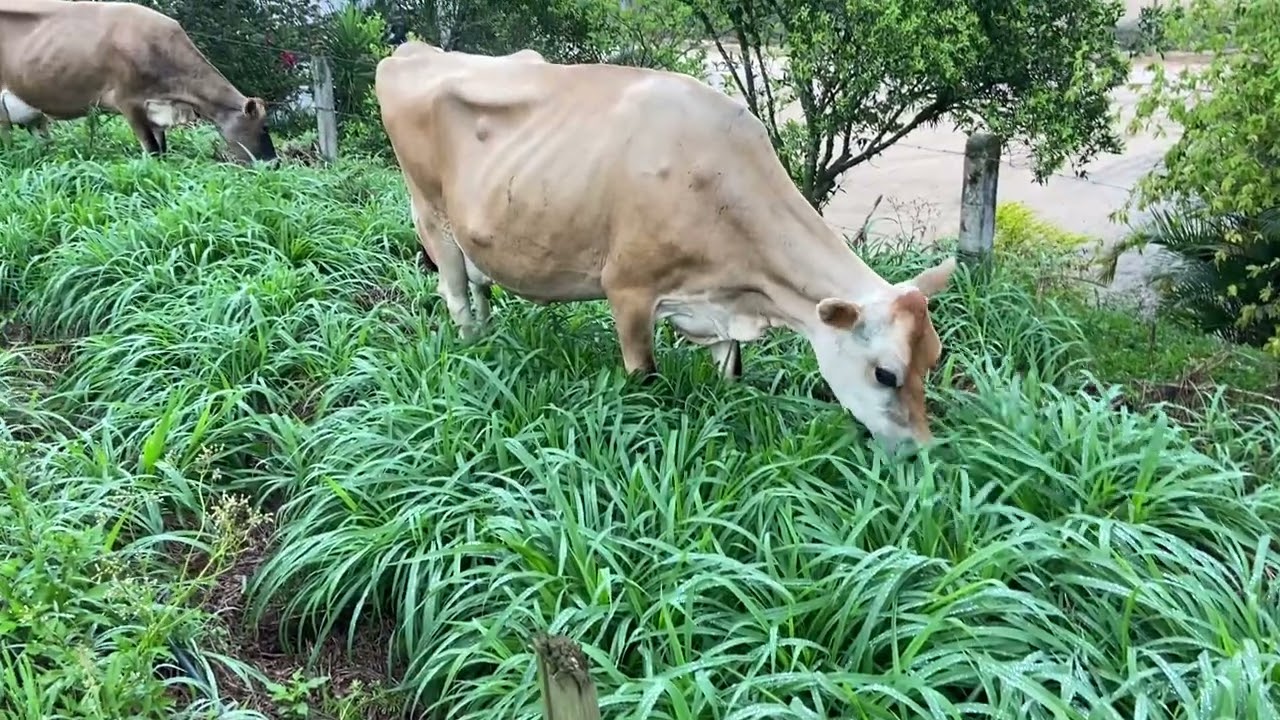 Primeira vez que as vacas comem BRS Kurumi.