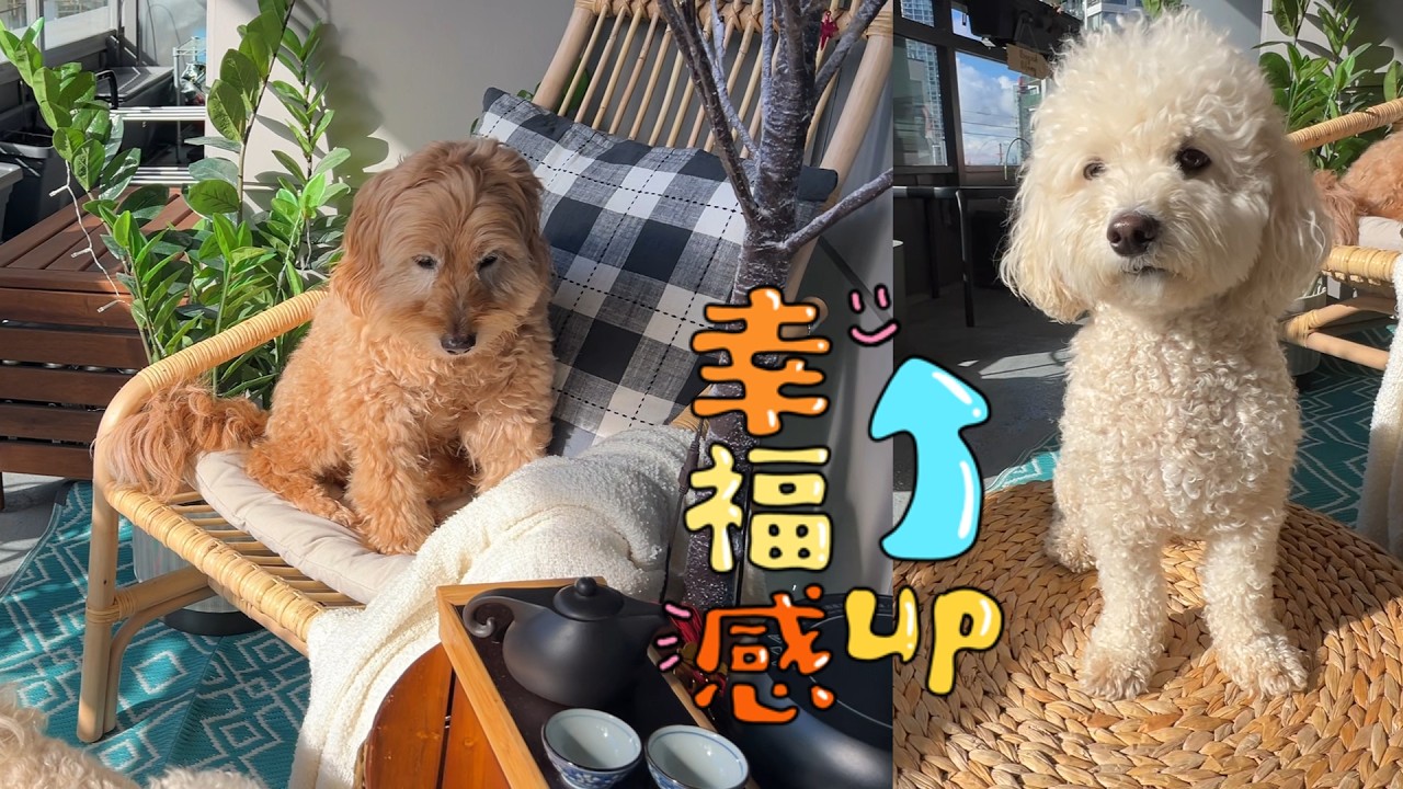 阳光明媚 毛孩子好舒适哦 楼顶奔跑 阳台晒太阳