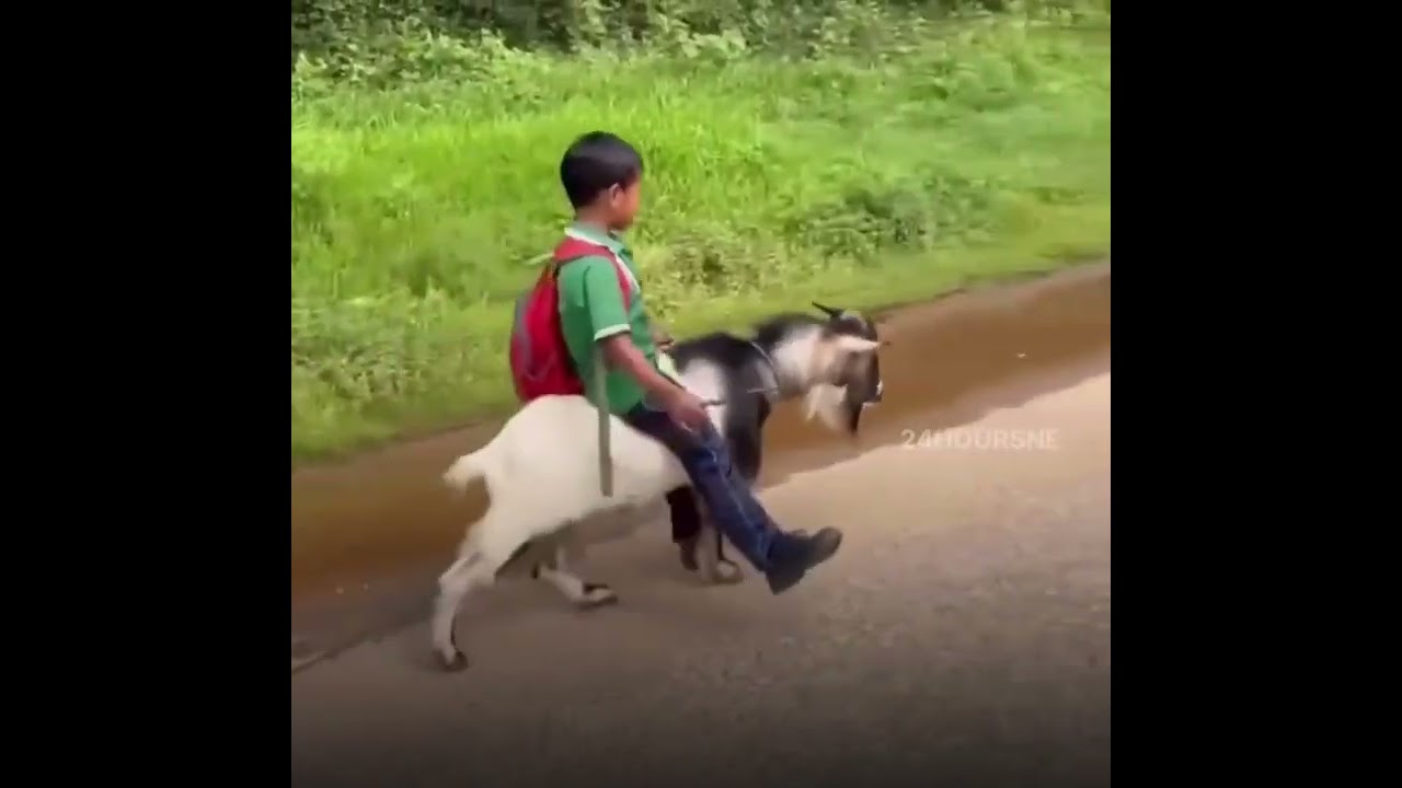 Schoolchild from Meghalaya&rsquo;s Garo Hills Goes Viral Riding a Goat to School!